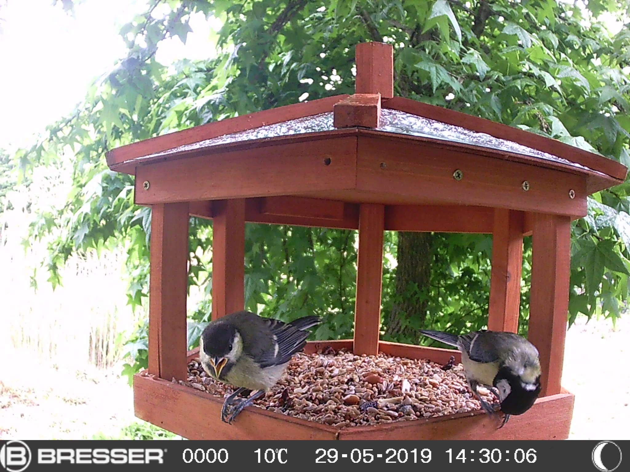 bresser-sfc-1-vogel-und-kleintier-kamera-full-hd-wildkamera image 5