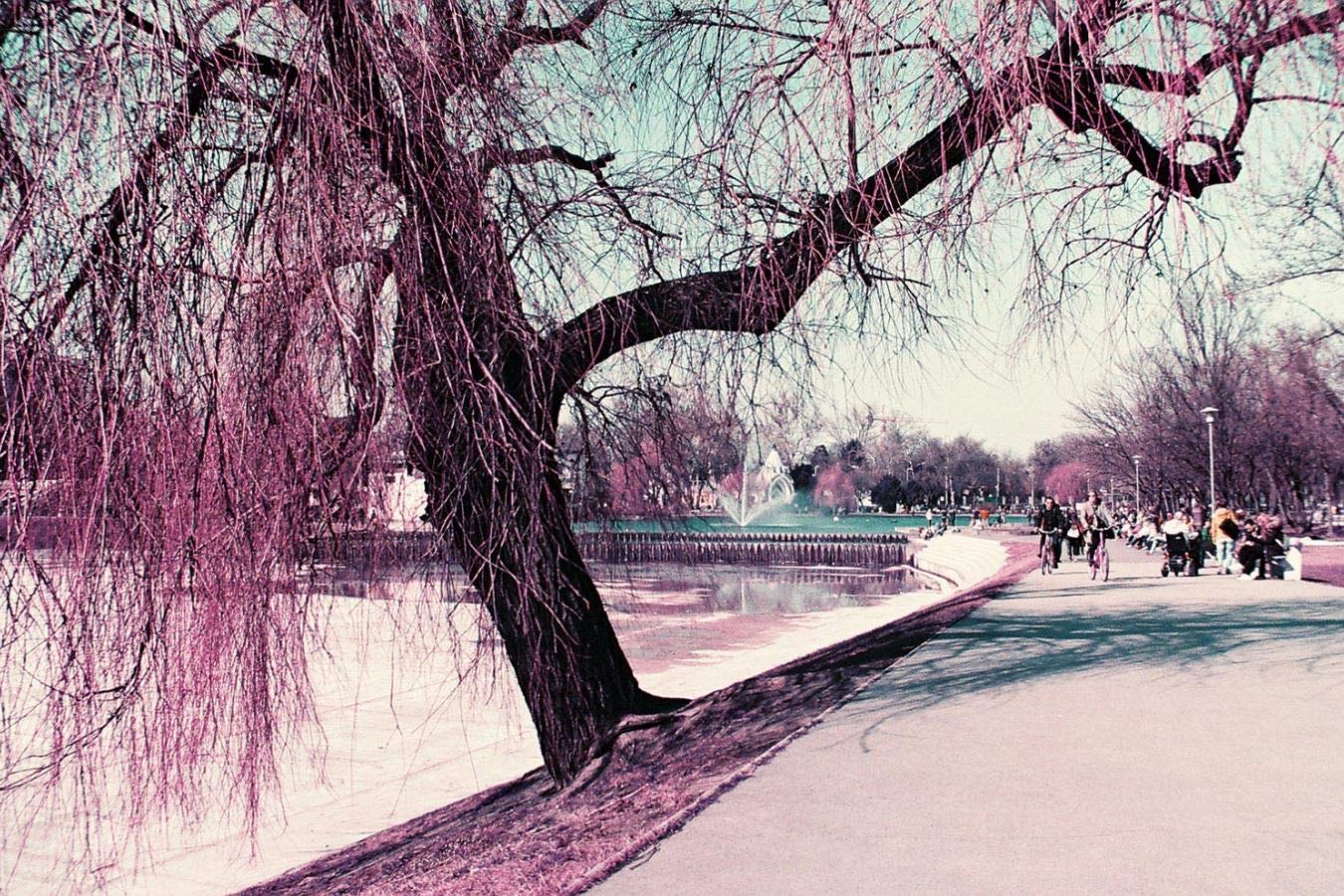 lomography-lomochrome-purple-35mm-iso-100-400-farbfilm image 4