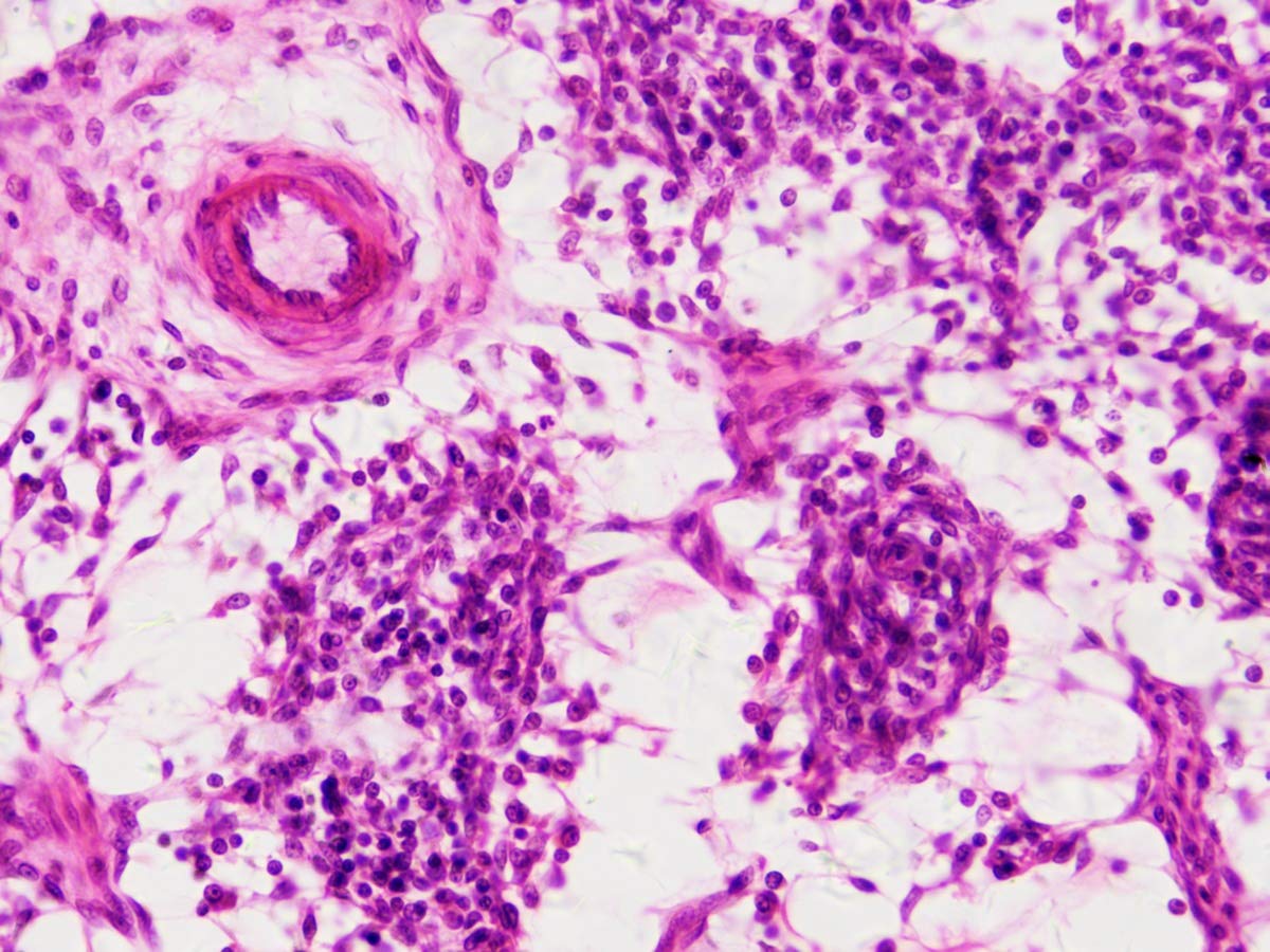bresser-mikroskop-dauerpr-parate-30-st-ck-in-kunststoffbox-biologie-lernpr-parat image 5