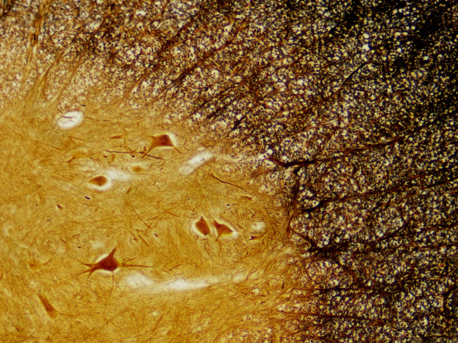 bresser-mikroskop-dauerpr-parate-30-st-ck-in-kunststoffbox-biologie-lernpr-parat image 3