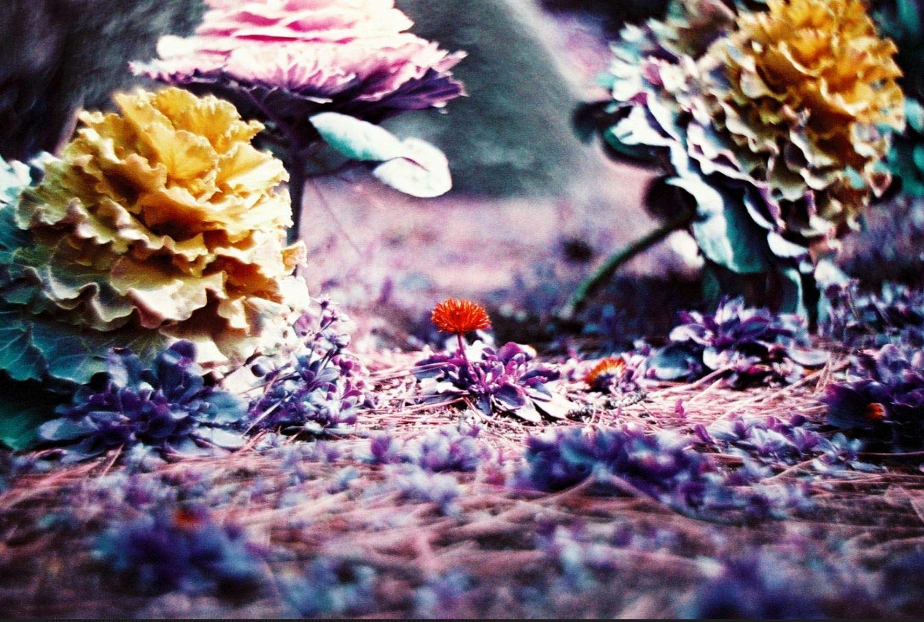 lomography-lomochrome-purple-35mm-iso-100-400-farbfilm image 7