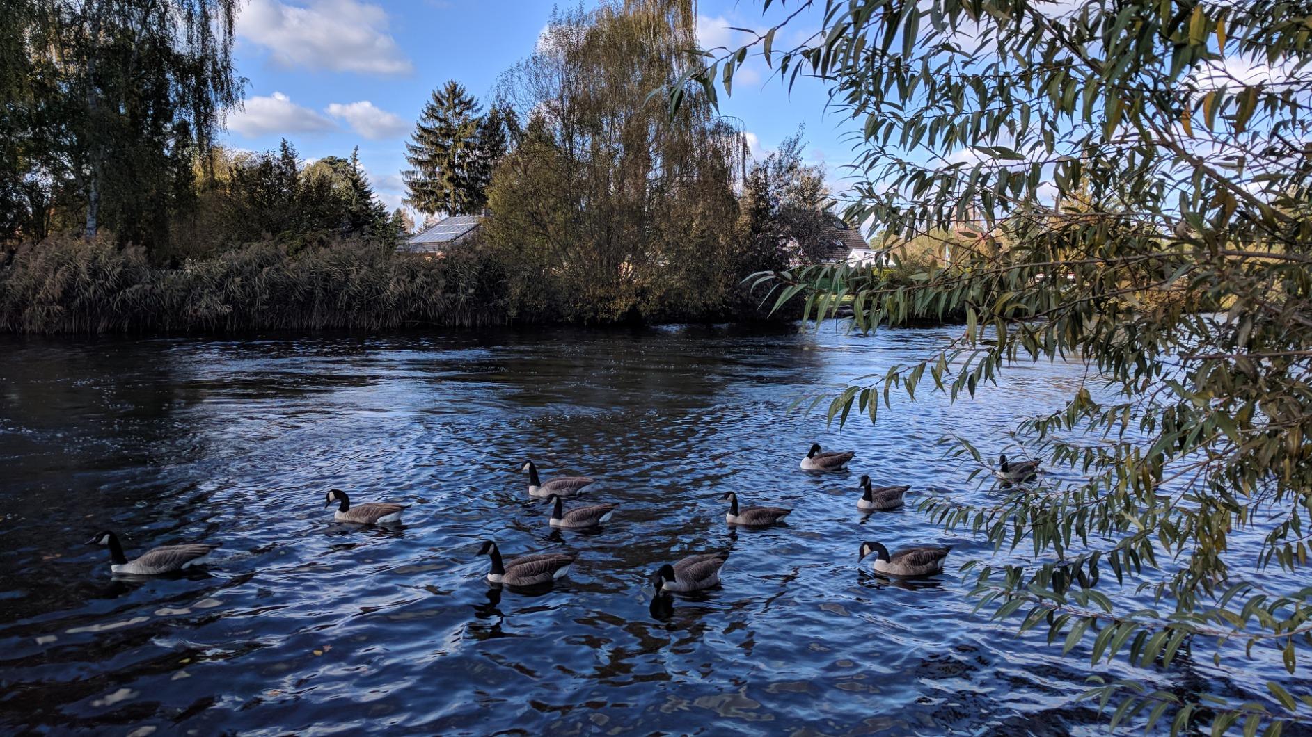 Vögel ganz nah