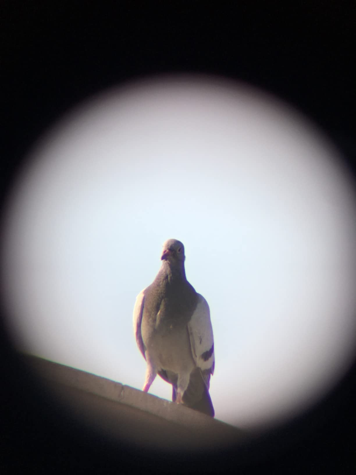 Richtig lichtstark in der Dämmerung