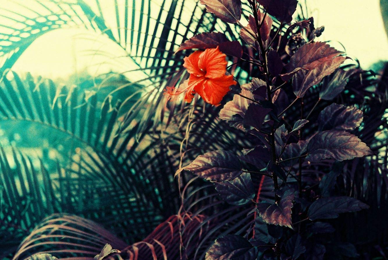 lomography-lomochrome-purple-35mm-iso-100-400-farbfilm image 6
