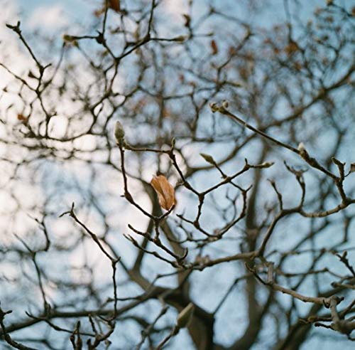 lomography-color-negative-800-120-rollfilm-3er-pack image 2