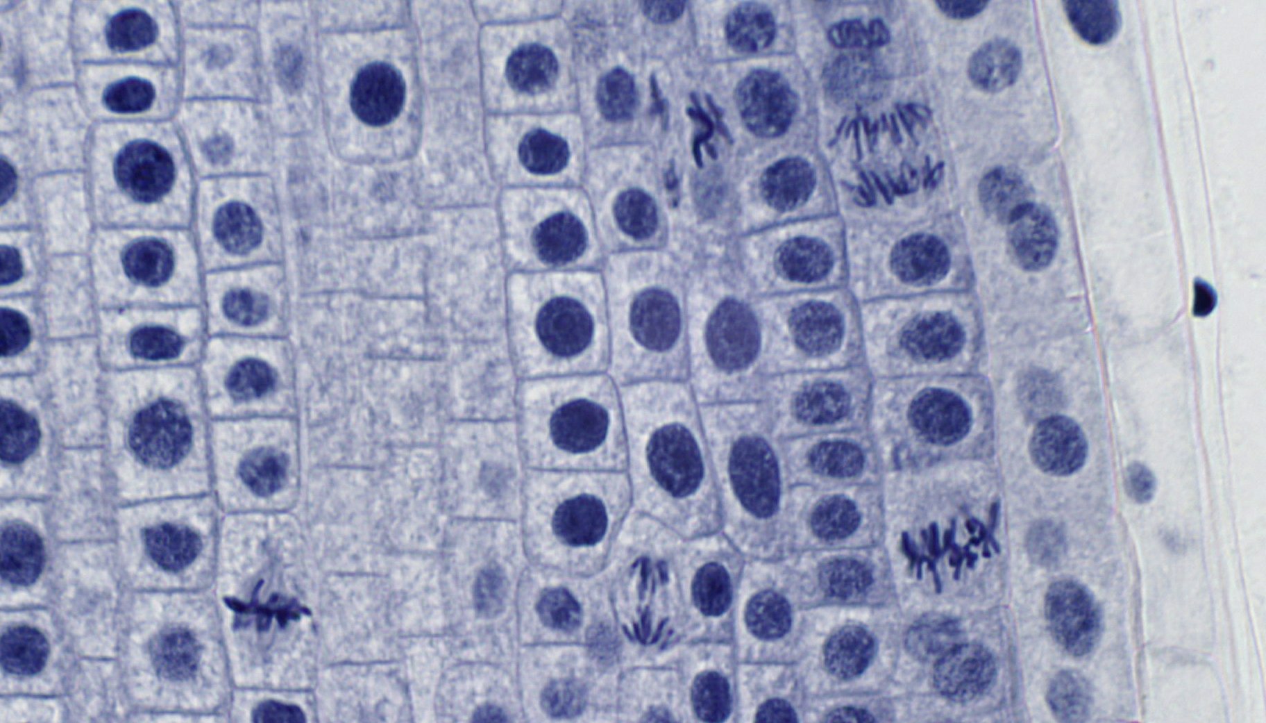 bresser-5984500-profi-dauerpr-parate-f-r-mikroskop-10-st-ck image 3