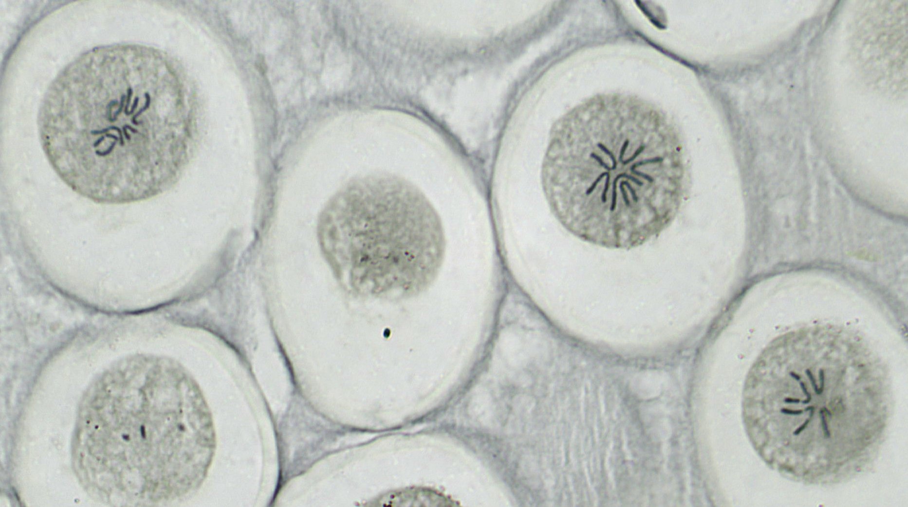 bresser-5984500-profi-dauerpr-parate-f-r-mikroskop-10-st-ck image 2