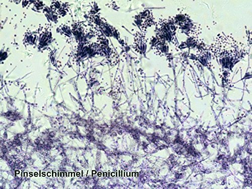 bresser-science-dauerpr-parate-100-st-ck-glas-objekttr-ger-box image 6