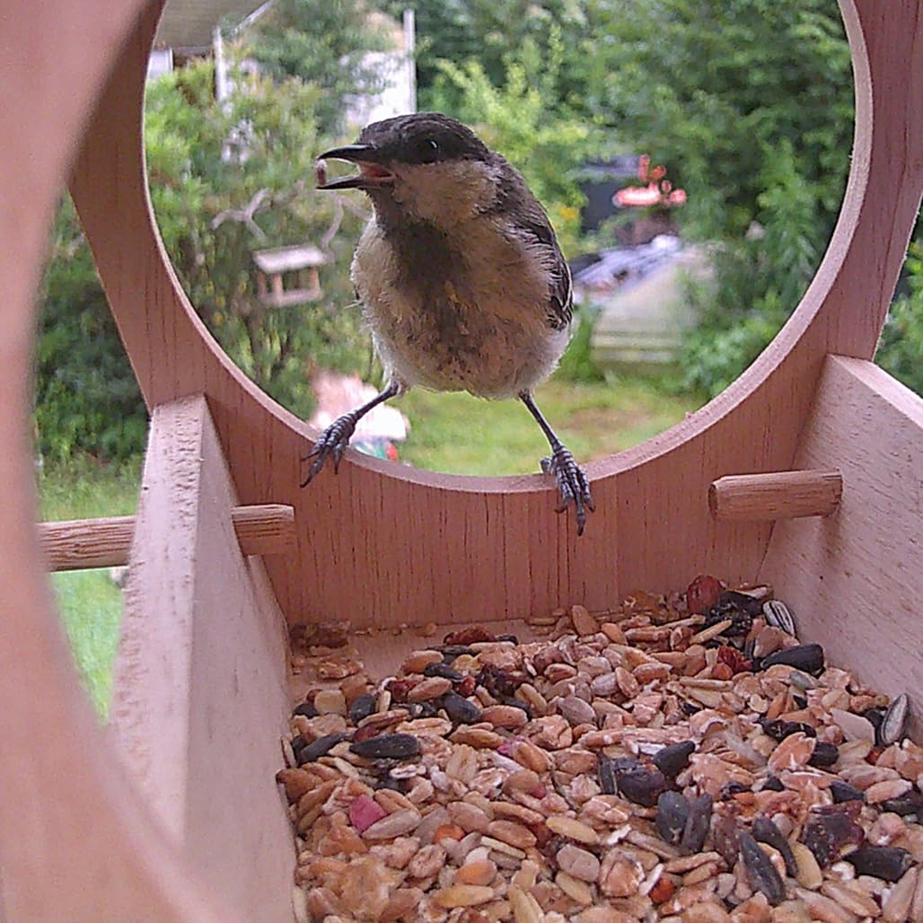 bresser-diemaus-vogelhaus-mit-kamera-full-hd image 6