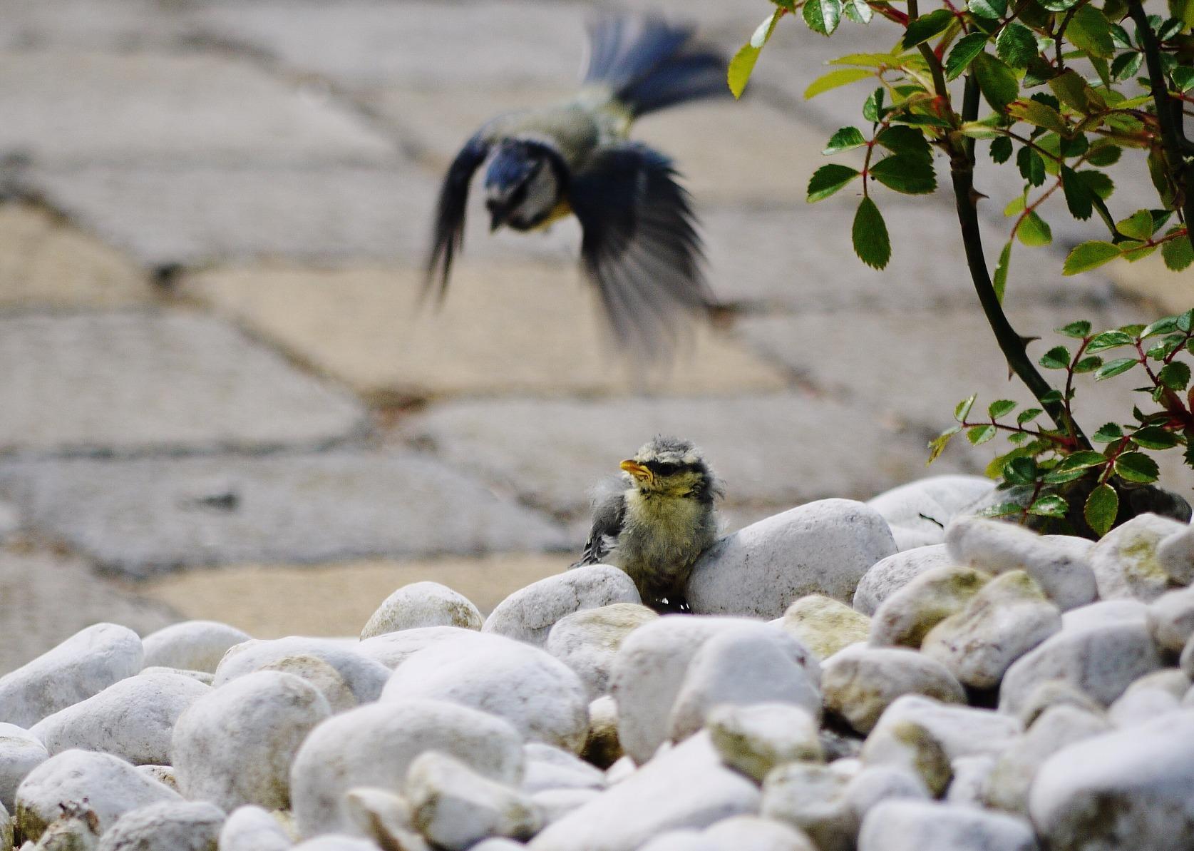 Top für Vogelbeobachtung