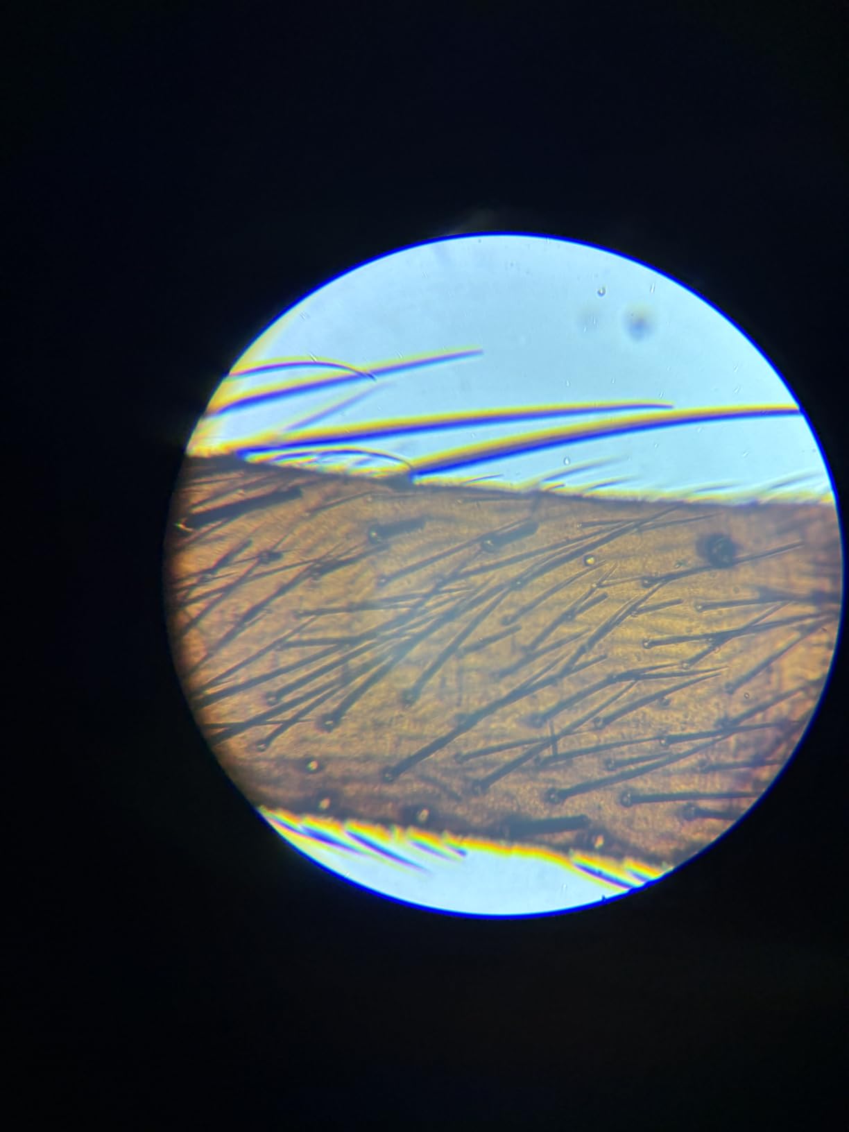 Kamera wackelig, Mikroskop ok