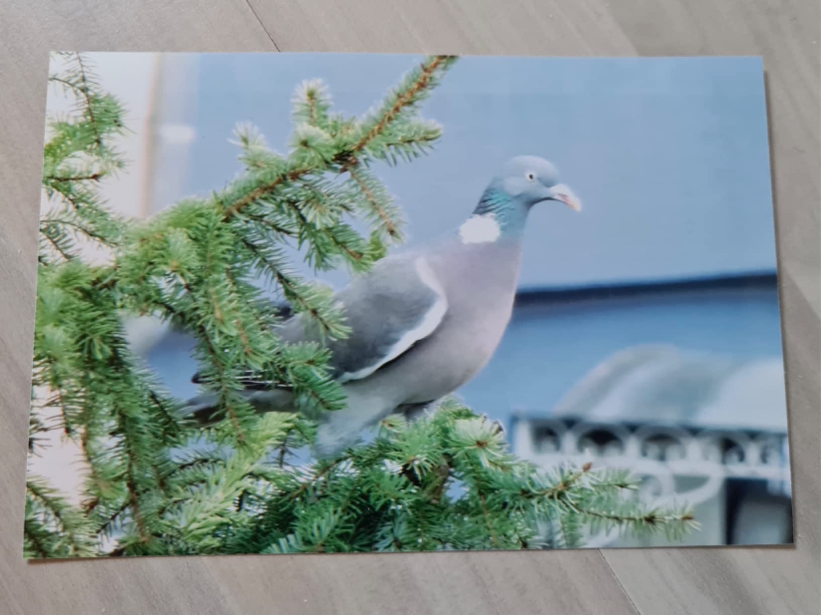 Schöne echte Fotos