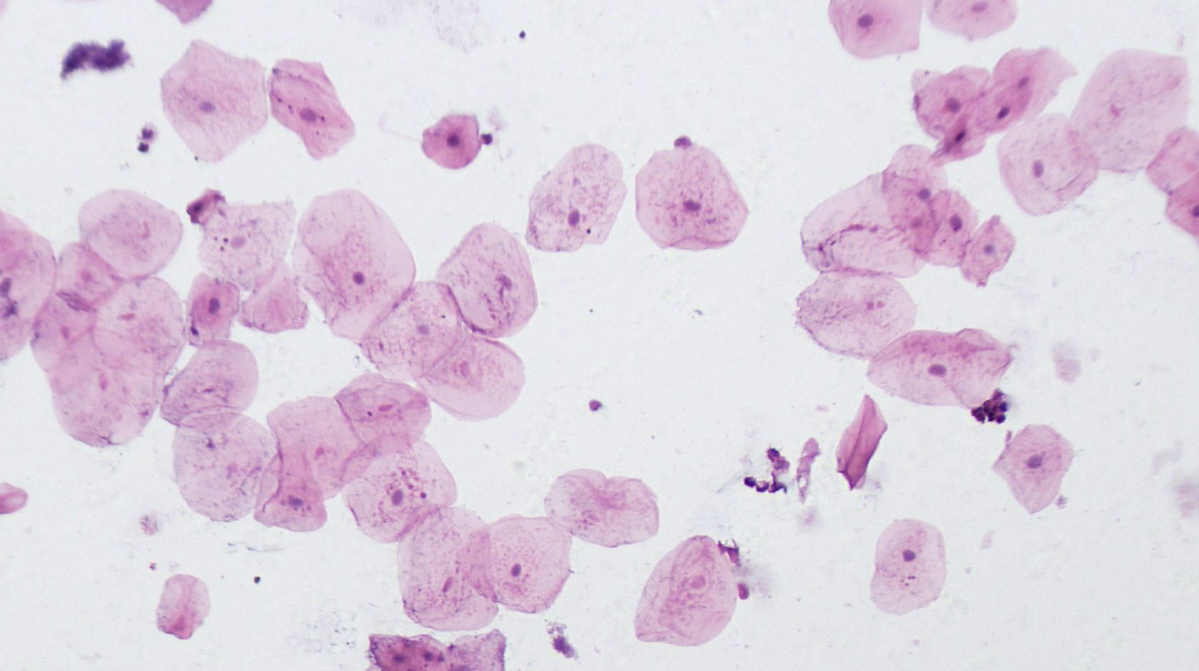 bresser-5984500-profi-dauerpr-parate-f-r-mikroskop-10-st-ck image 4
