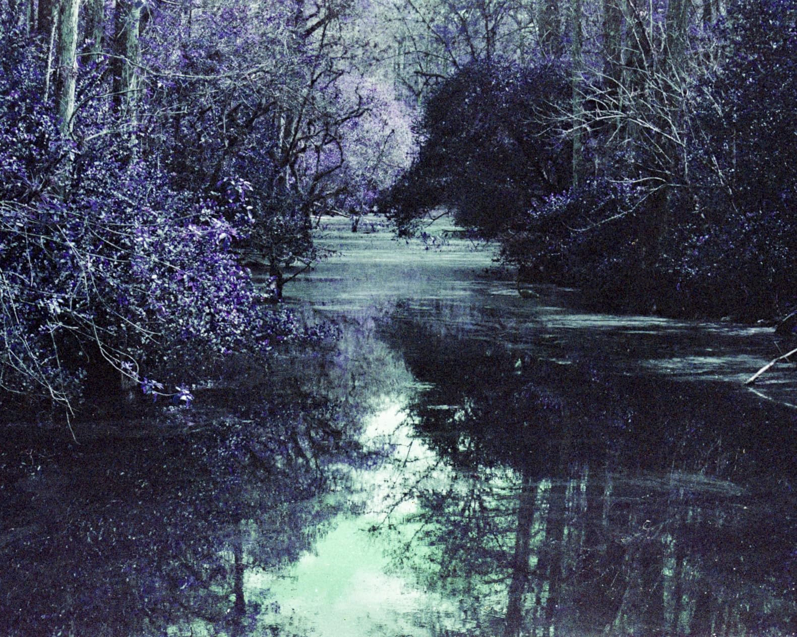Violettes Wunder
